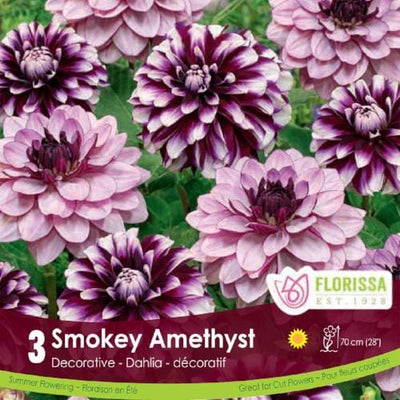 Dahlia Smokey Amethyst Purple Spring bulb