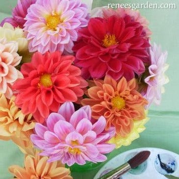 Dahlias Watercolor Silks - Renee's Garden Seeds