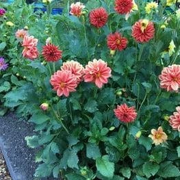 Dahlias Watercolor Silks - Renee's Garden Seeds