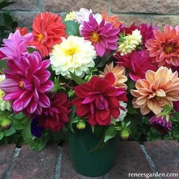 Dahlias Watercolor Silks - Renee's Garden Seeds