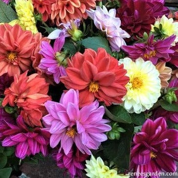 Dahlias Watercolor Silks - Renee's Garden Seeds