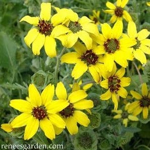 Daisy Fragrant Chocolate - Renee's Garden Seeds