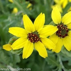 Daisy Fragrant Chocolate - Renee's Garden Seeds