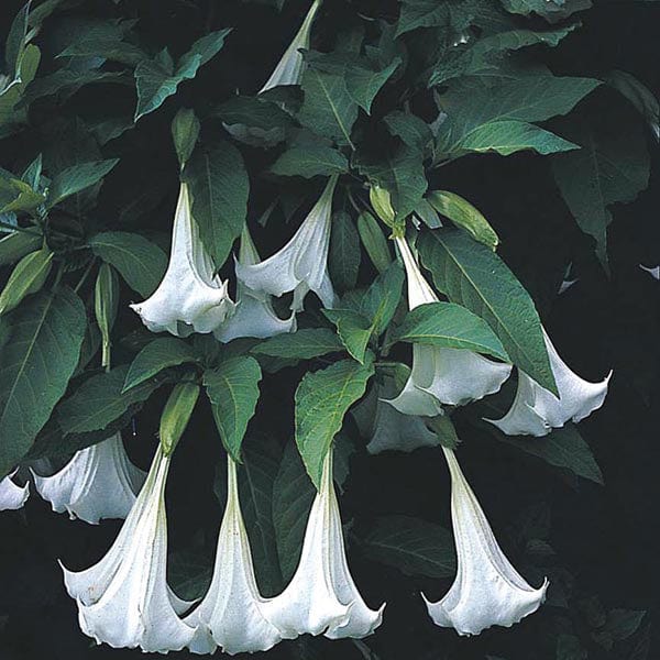 Datura Angels Trumpet - Mr. Fothergill's Seeds