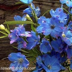 Delphinium Blue Mirror 