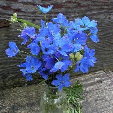 Delphinium Blue Mirror 