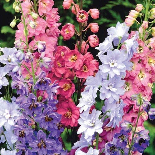 Delphinium Pacific Giants - Cornucopia Seeds