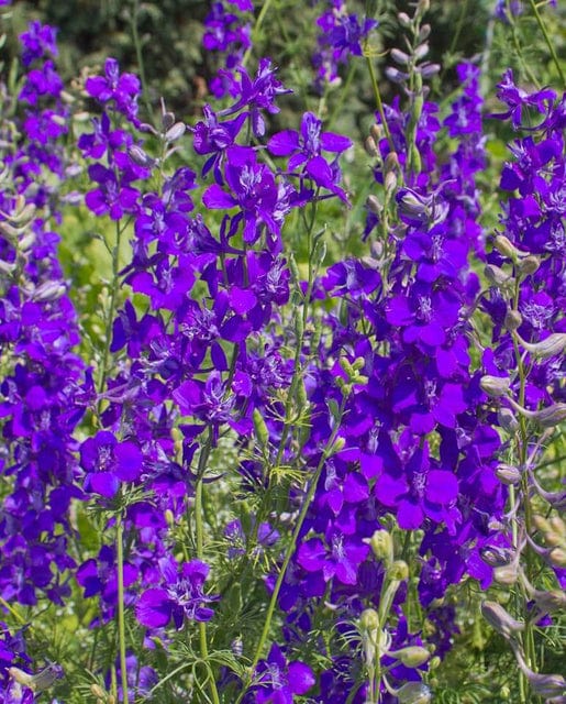 Delphinium Rocket Larkspur - West Coast Seeds