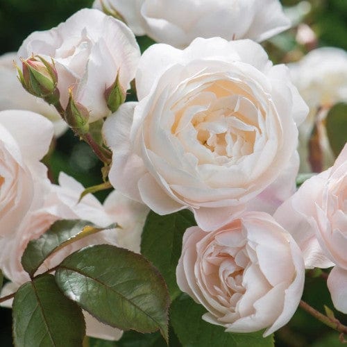 Desdemona - David Austin Rose Own Root