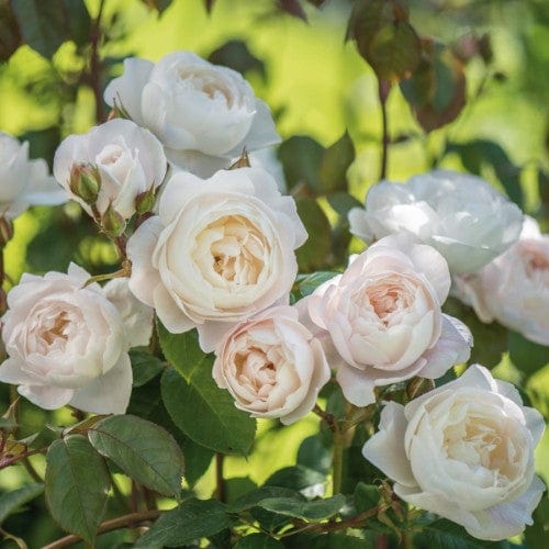 Desdemona - David Austin Rose Own Root