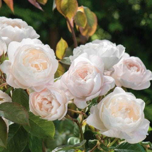 Desdemona - David Austin Rose Own Root