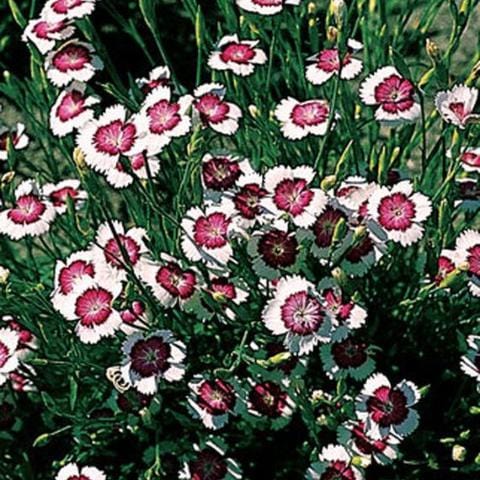 Dianthus Arctic Fire - Burpee Seeds