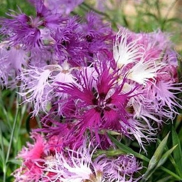 Dianthus Lace Perfume - Renee's Garden Seeds