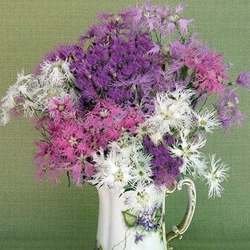 Dianthus Lace Perfume - Renee's Garden Seeds