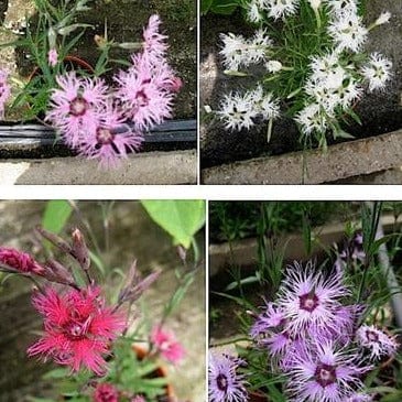 Dianthus Lace Perfume - Renee's Garden Seeds