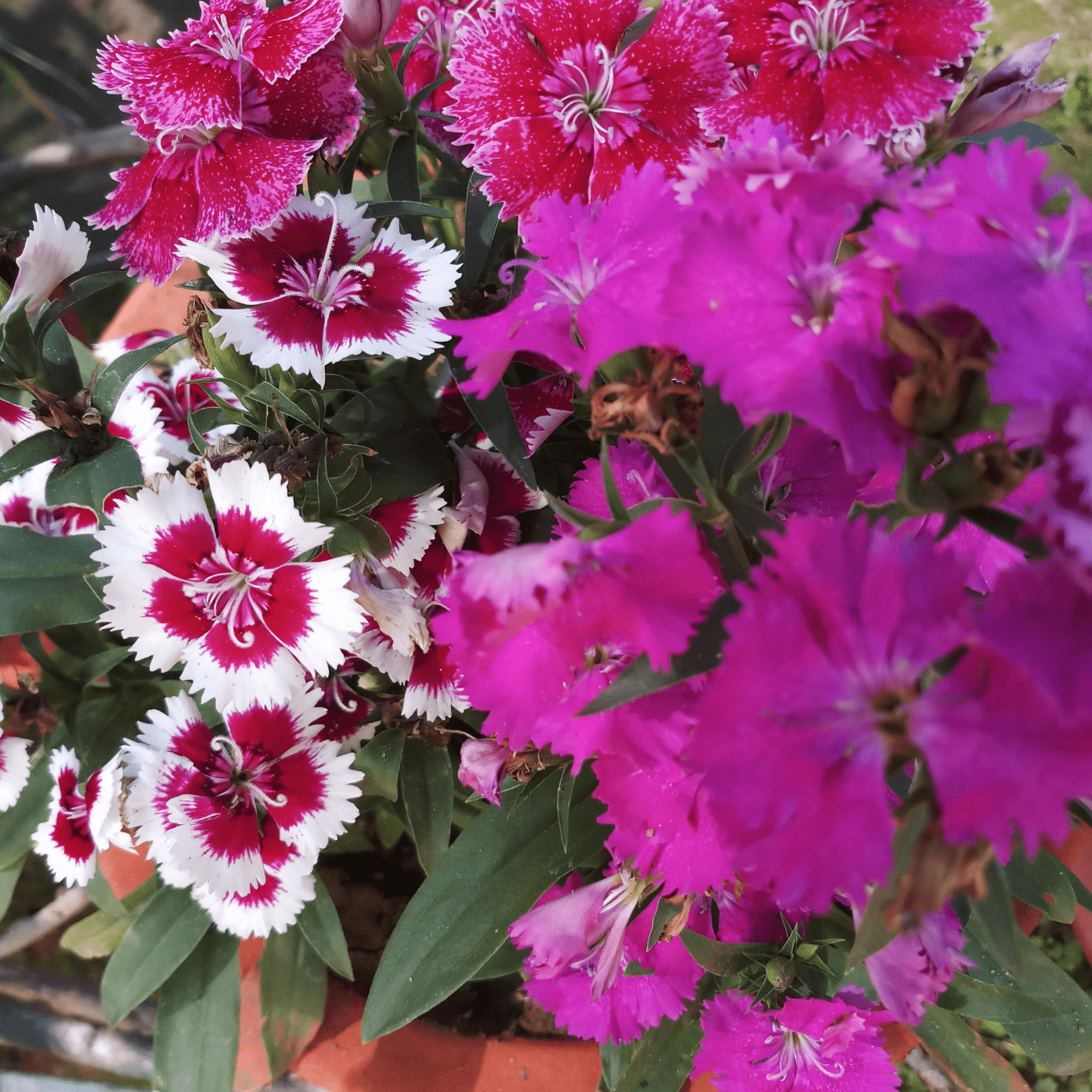 Dianthus Mix - Salt Spring Seeds