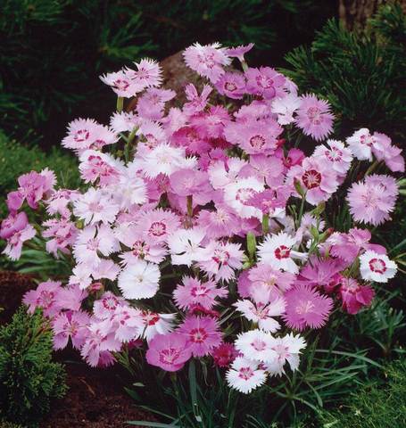 Dianthus Sweetness - West Coast Seeds