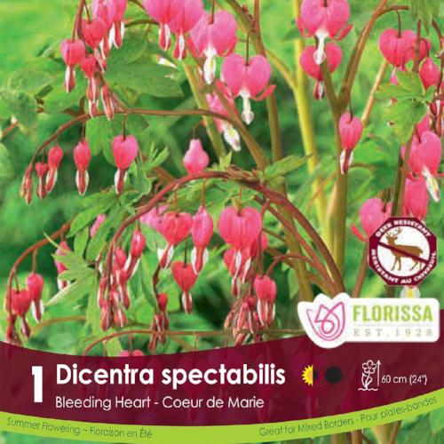 Dicentra Spectabilis Bleeding Heart Spring Bulb