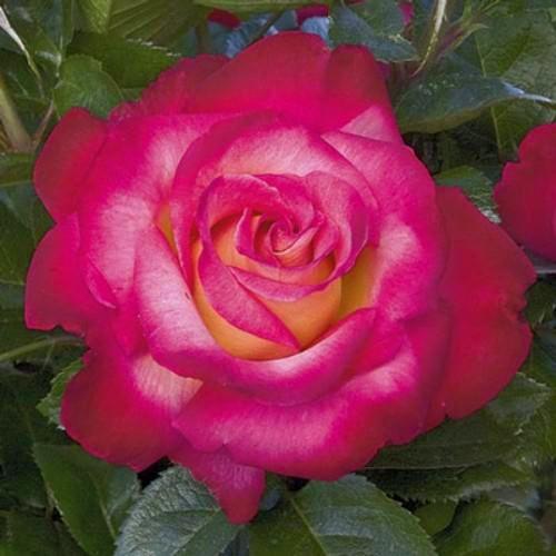 Dick Clark - Weeks Rose