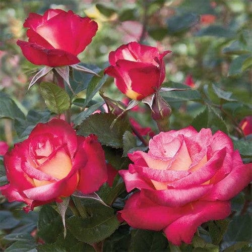 Dick Clark - Weeks Rose