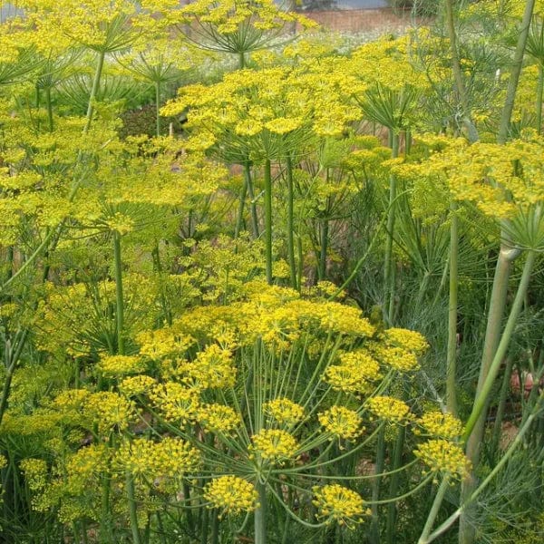 Dill Bouquet - Saanich Organics Seeds