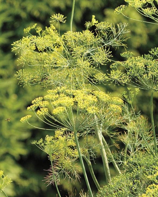 Dill Bouquet - West Coast Seeds