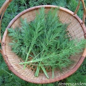 Dill - Renee's Garden Seeds