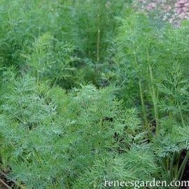 Dill - Renee's Garden Seeds