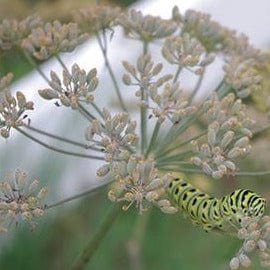 Dill - Renee's Garden Seeds