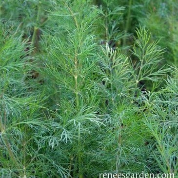 Dill - Renee's Garden Seeds