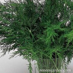 Dill Dukat Leafy - Renee's Garden 