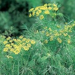 Dill Fernleaf - Burpee Seeds