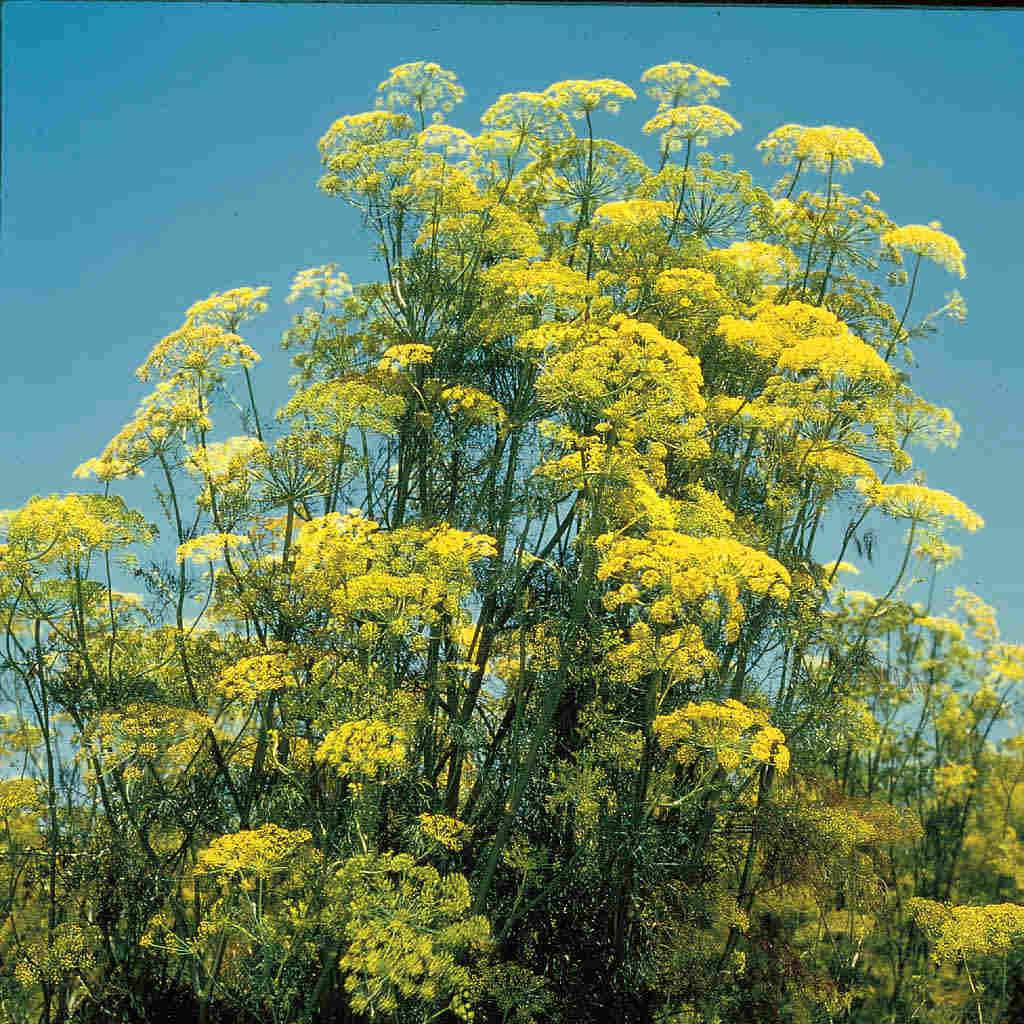 Dill Long Island Mammoth, Sow Easy - McKenzie Seeds