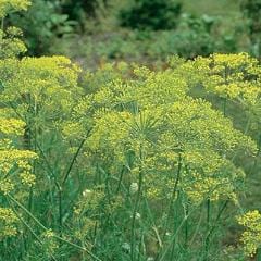  Dill Mammoth - Burpee Seeds