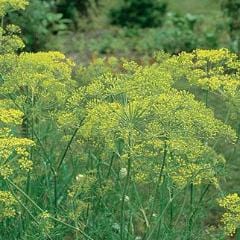 Dill Mammoth - Burpee Seeds