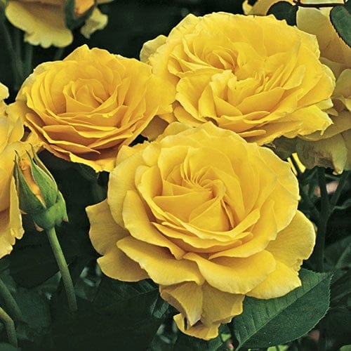Doris Day - Weeks Rose
