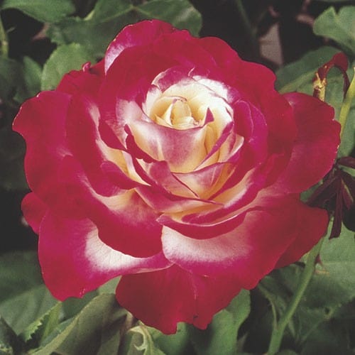 Double Delight - Weeks Rose