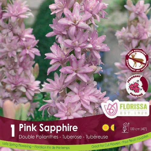 Double Tuberosa - Pink Sapphire, 1 Pack