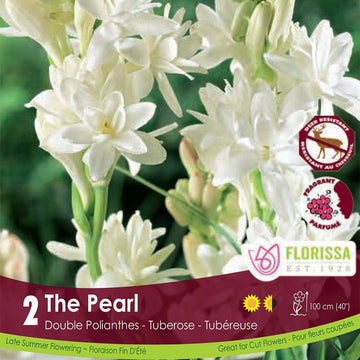 Double Tuberosa - The Pearl, 2 Pack