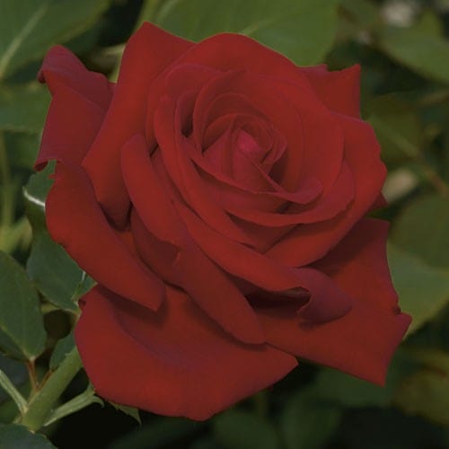 Drop Dead Red - Weeks Rose