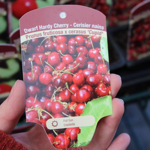 Dwarf Cherries Cupid