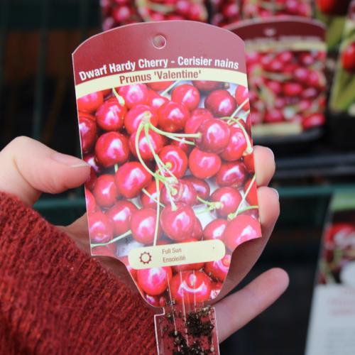 Dwarf Cherries Valentine