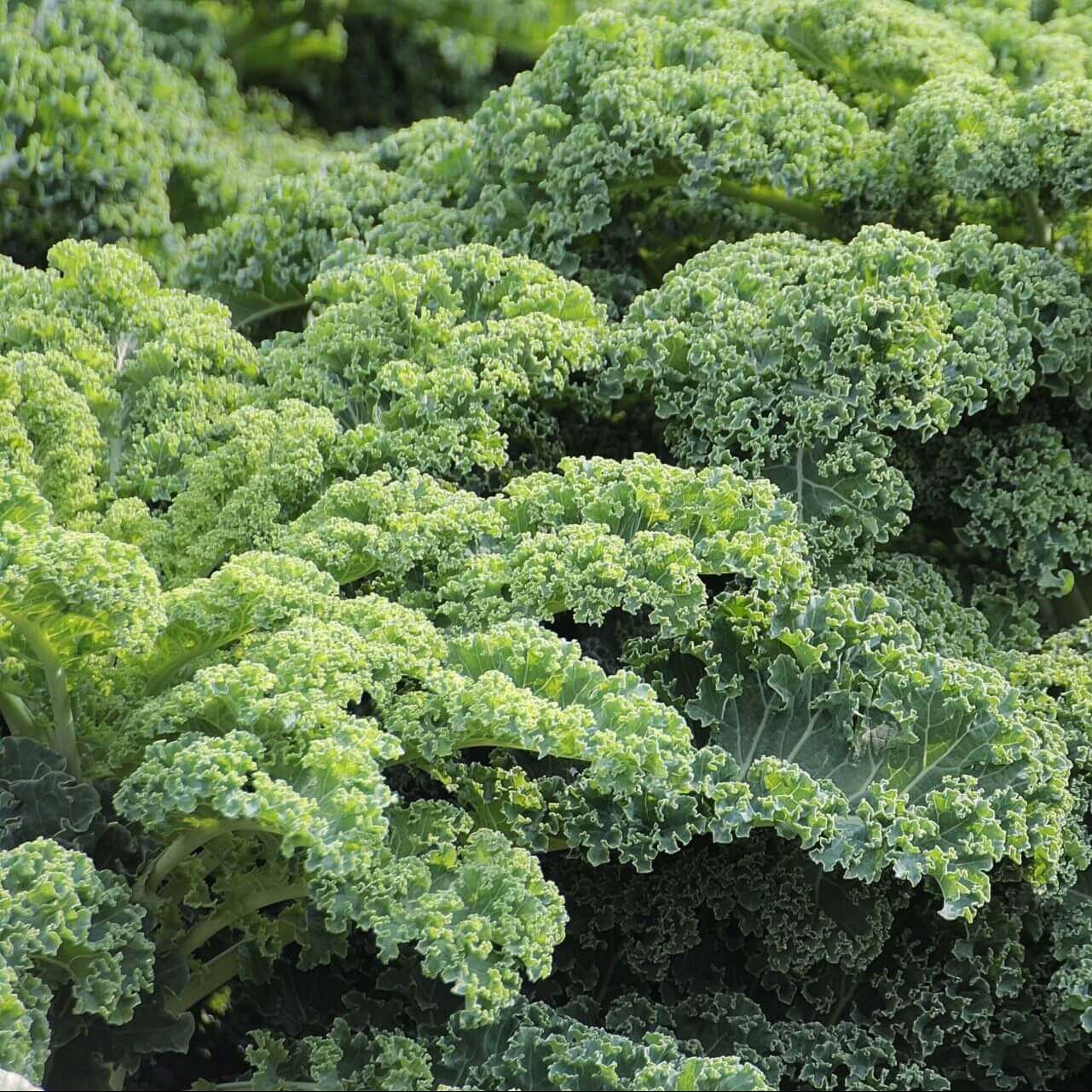 Kale Dwarf Curled Scotch - Ontario Seed Company
