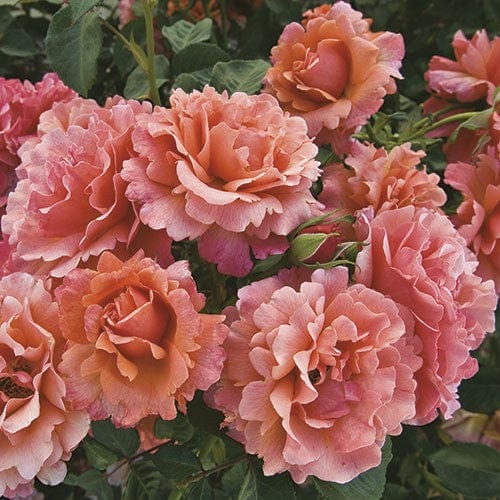 Easy does it pink orange Weeks floribunda rose