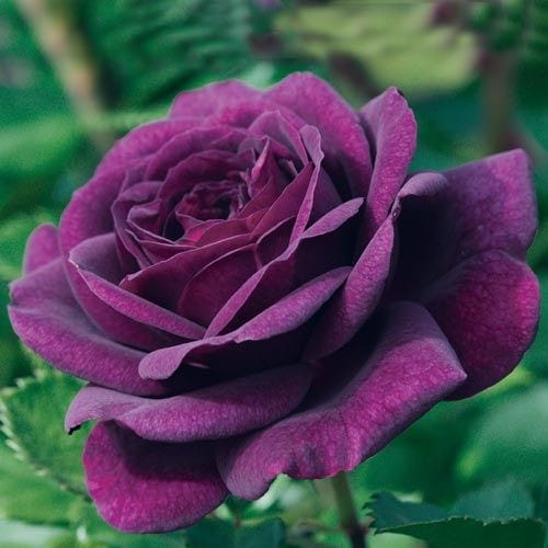 Ebb Tide - Weeks Rose