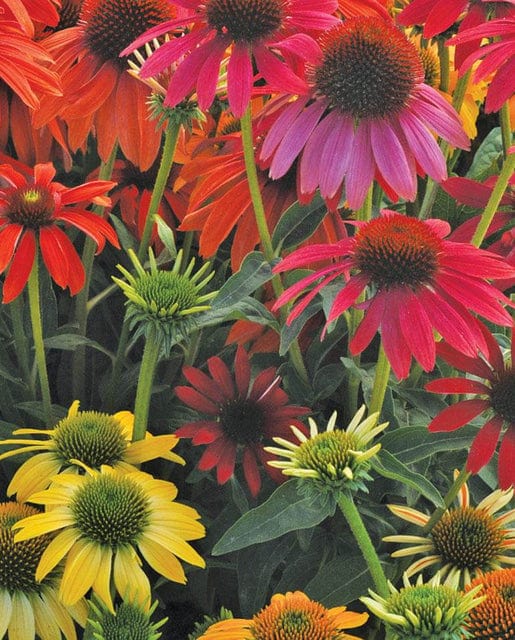 Echinacea Cheyenne Spirit - West Coast Seeds