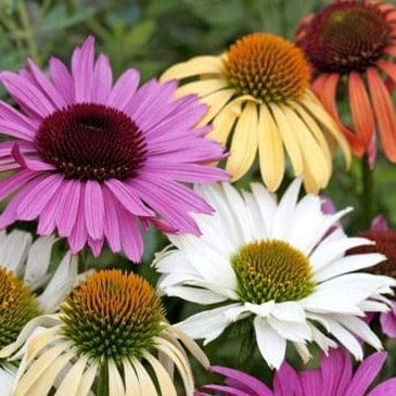 Echinacea Paradise Mix - Renee's Garden Seeds