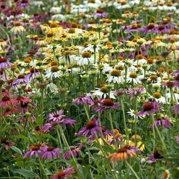 Echinacea Paradise Mix - Renee's Garden Seeds