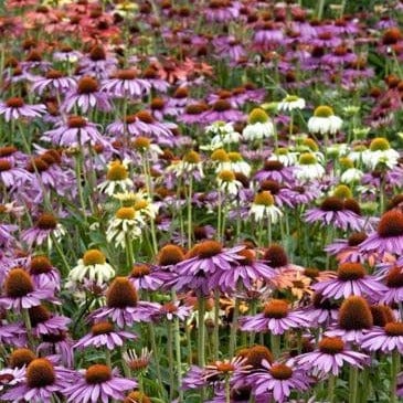 Echinacea Paradise Mix - Renee's Garden Seeds