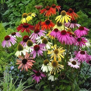 Echinacea Paradise Mix - Renee's Garden Seeds